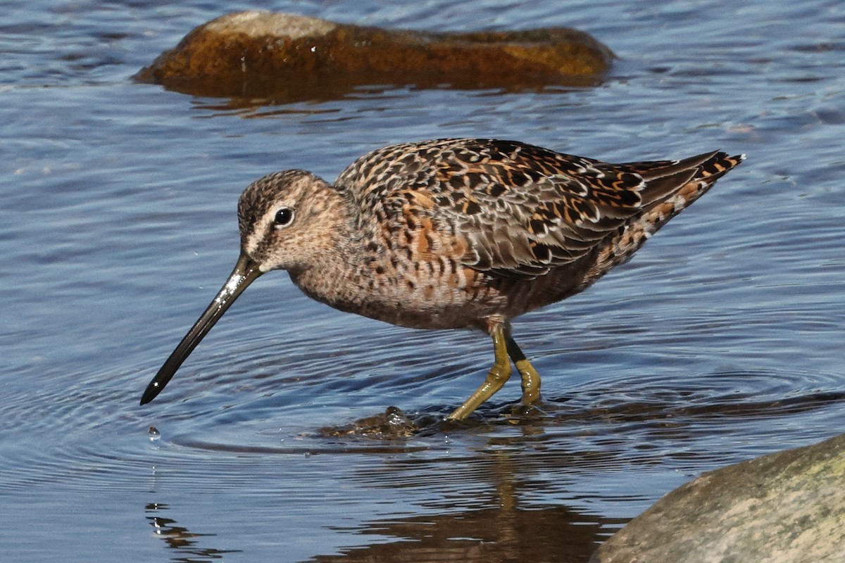 Long-billed Dowitcher - Roi & Debbie Shannon