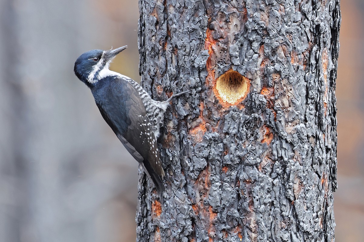 Black-backed Woodpecker - Nathan Wall