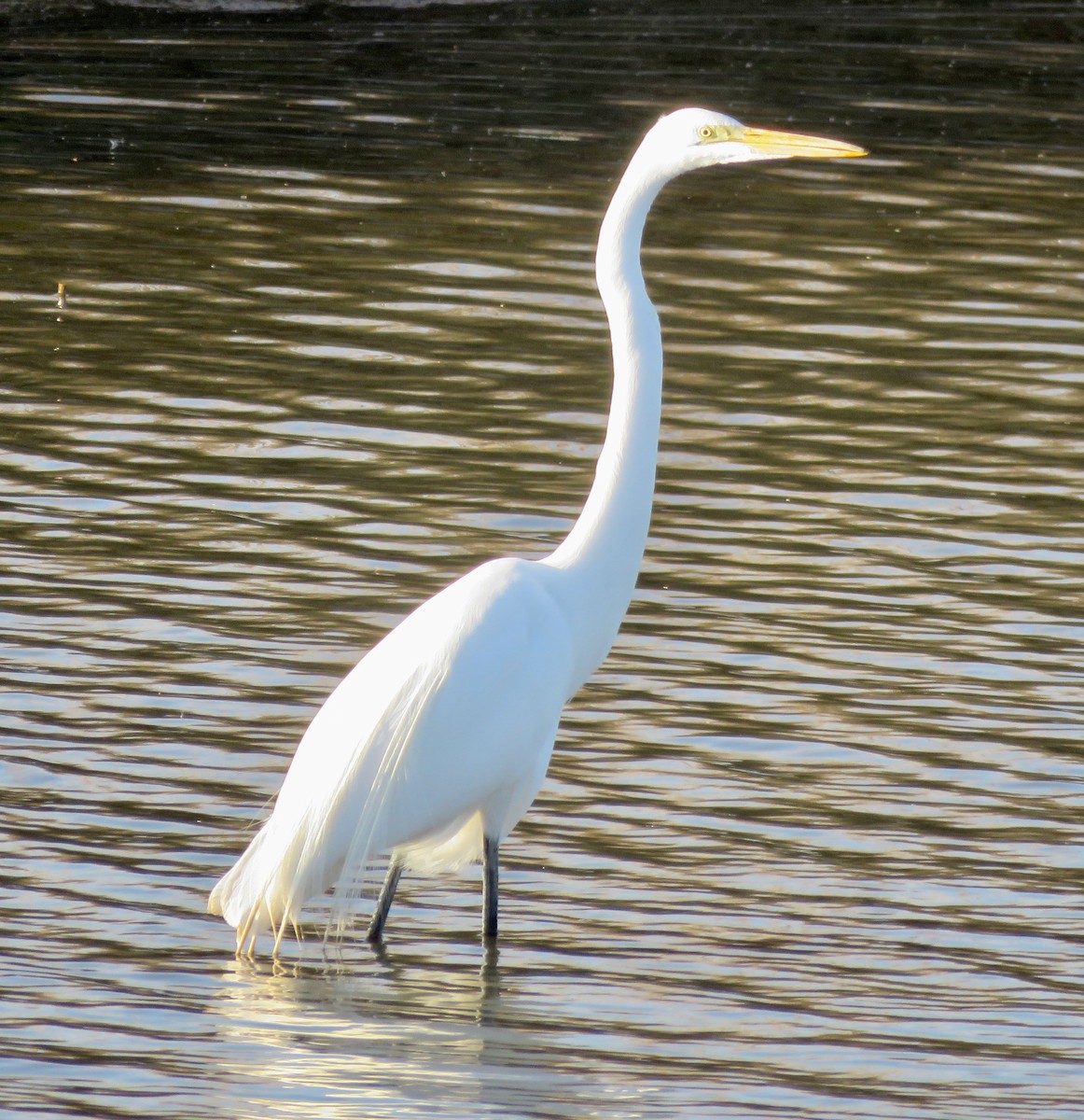 Great Egret - ML558819011