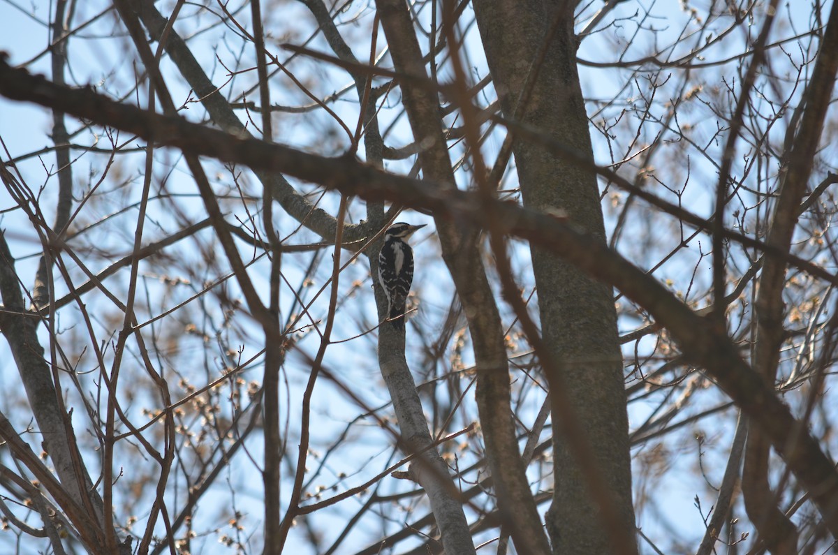 Hairy Woodpecker - ML558820291