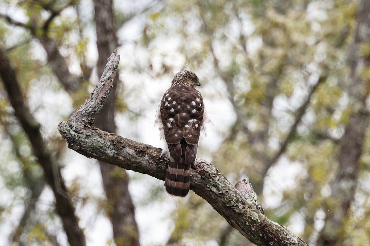 Cooper's Hawk - ML558820611