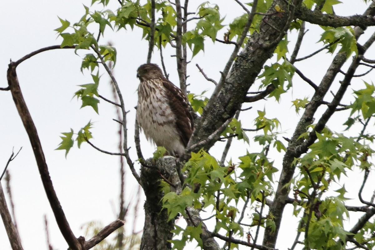 Cooper's Hawk - ML558820621