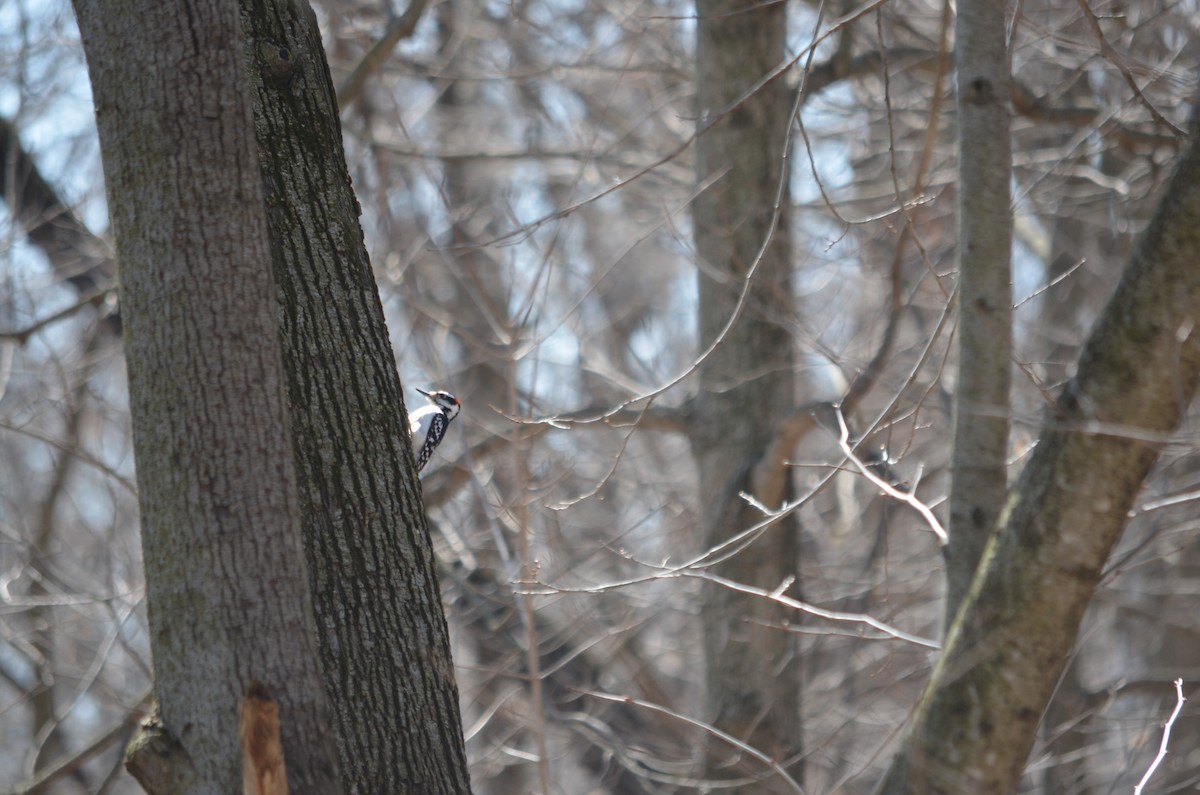 Hairy Woodpecker - ML558821931