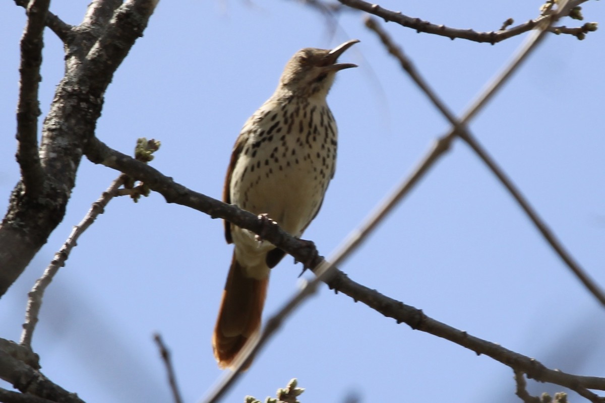 Brown Thrasher - ML558822051