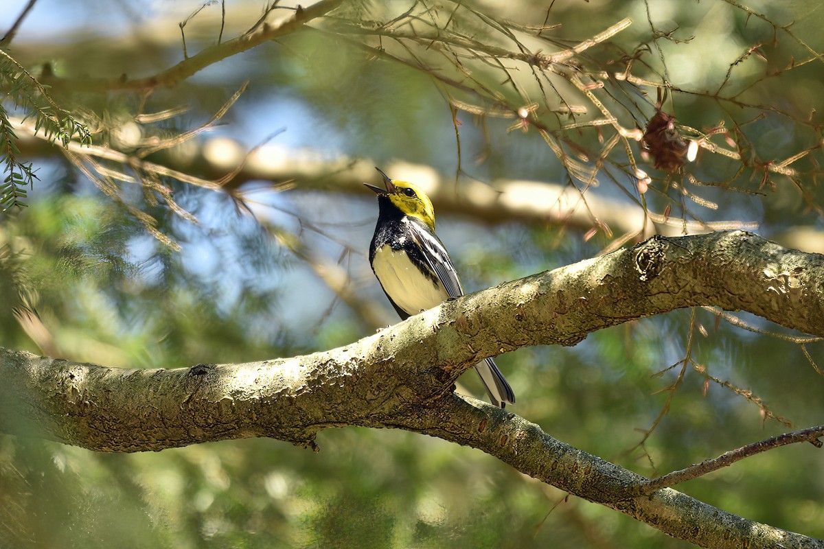 Black-throated Green Warbler - ML558822141