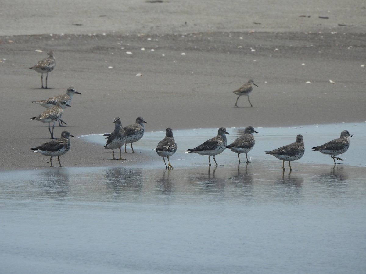 Surfbird - ML558822151