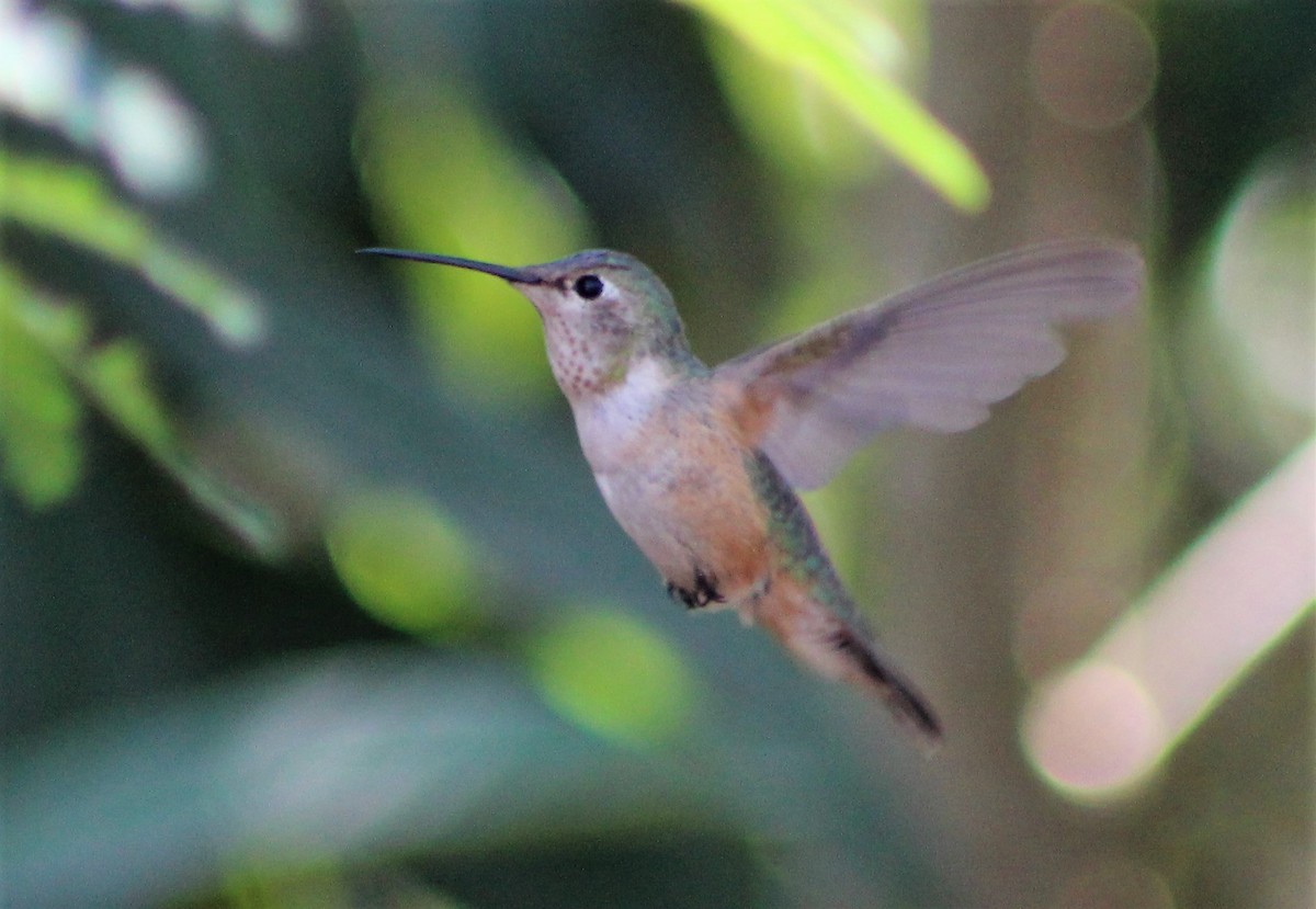 rødkolibri - ML558822641