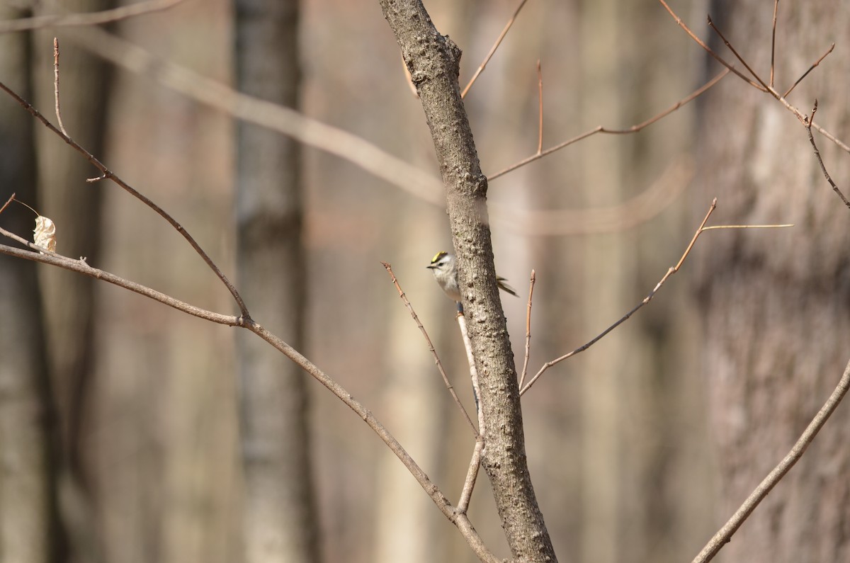 Golden-crowned Kinglet - ML558824341