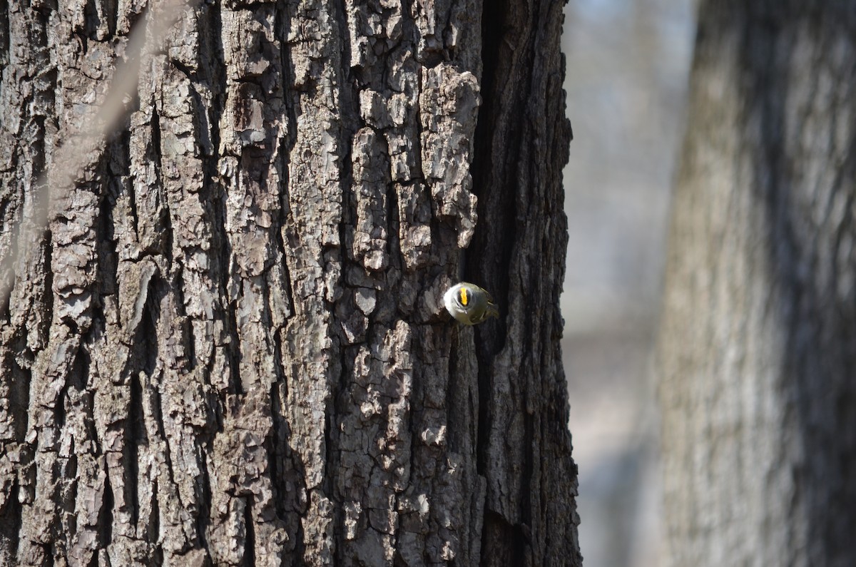 Golden-crowned Kinglet - ML558824351