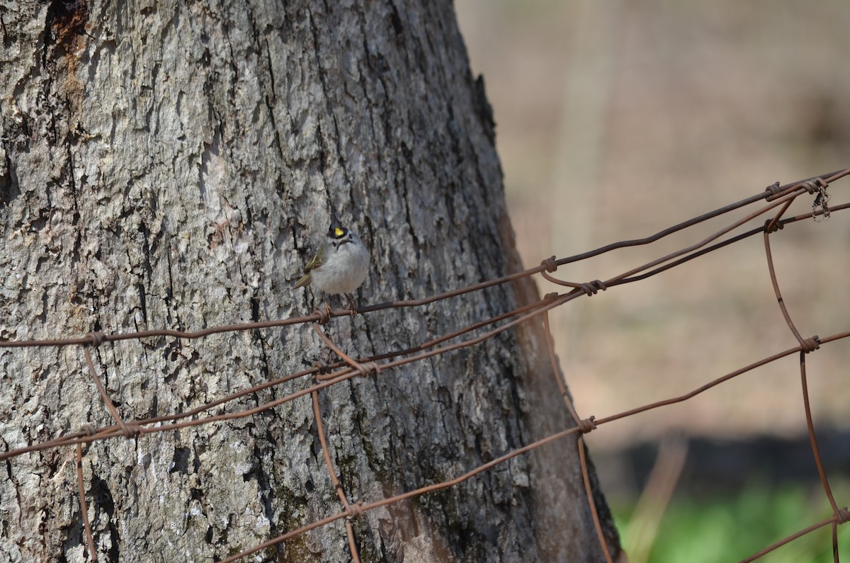 Golden-crowned Kinglet - ML558824361