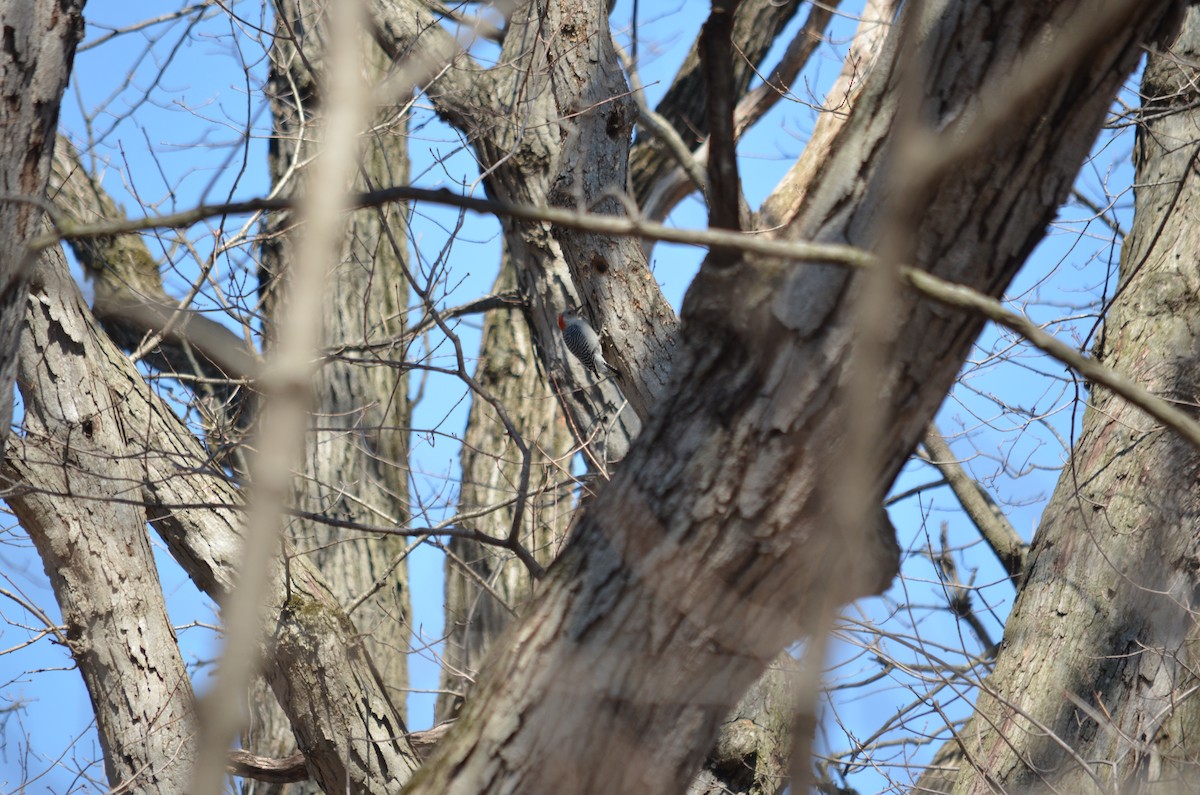 Red-bellied Woodpecker - ML558824691