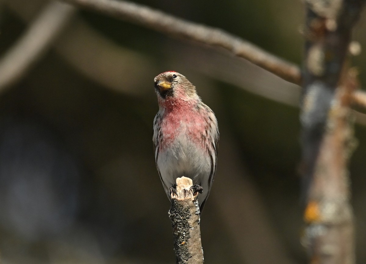 Common Redpoll - ML558824731