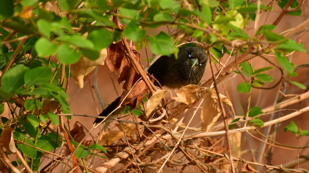 Blue-faced Malkoha - ML558824921