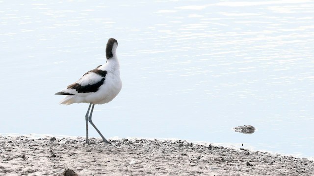 Avocette élégante - ML558827581