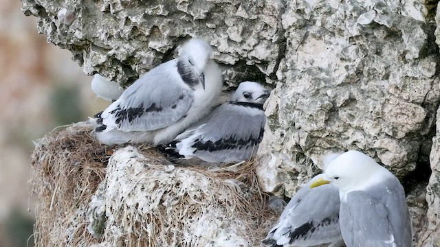 Black-legged Kittiwake (tridactyla) - ML558828041