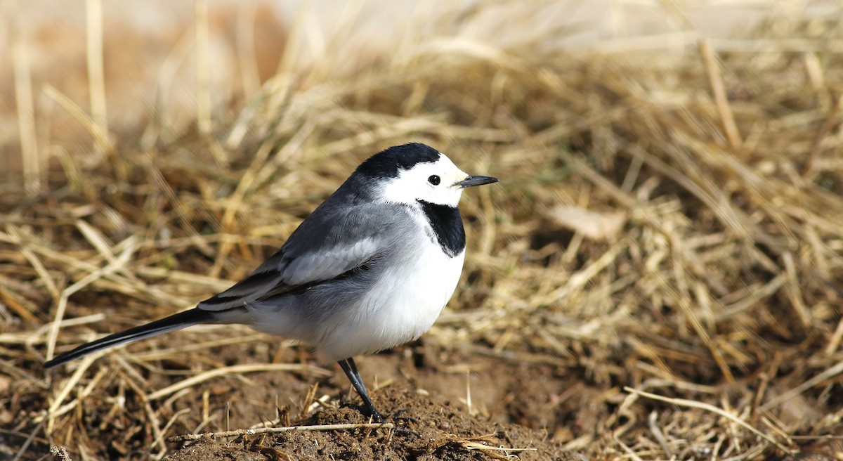 White Wagtail - ML558828101