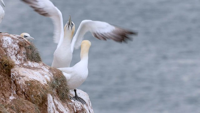 Northern Gannet - ML558828191