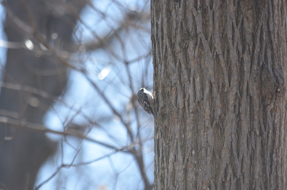 Brown Creeper - ML558828321