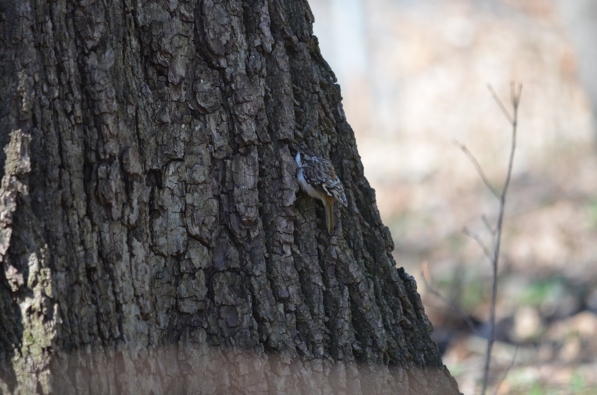 Brown Creeper - ML558828341