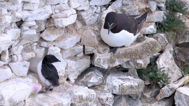 Razorbill - ML558828381