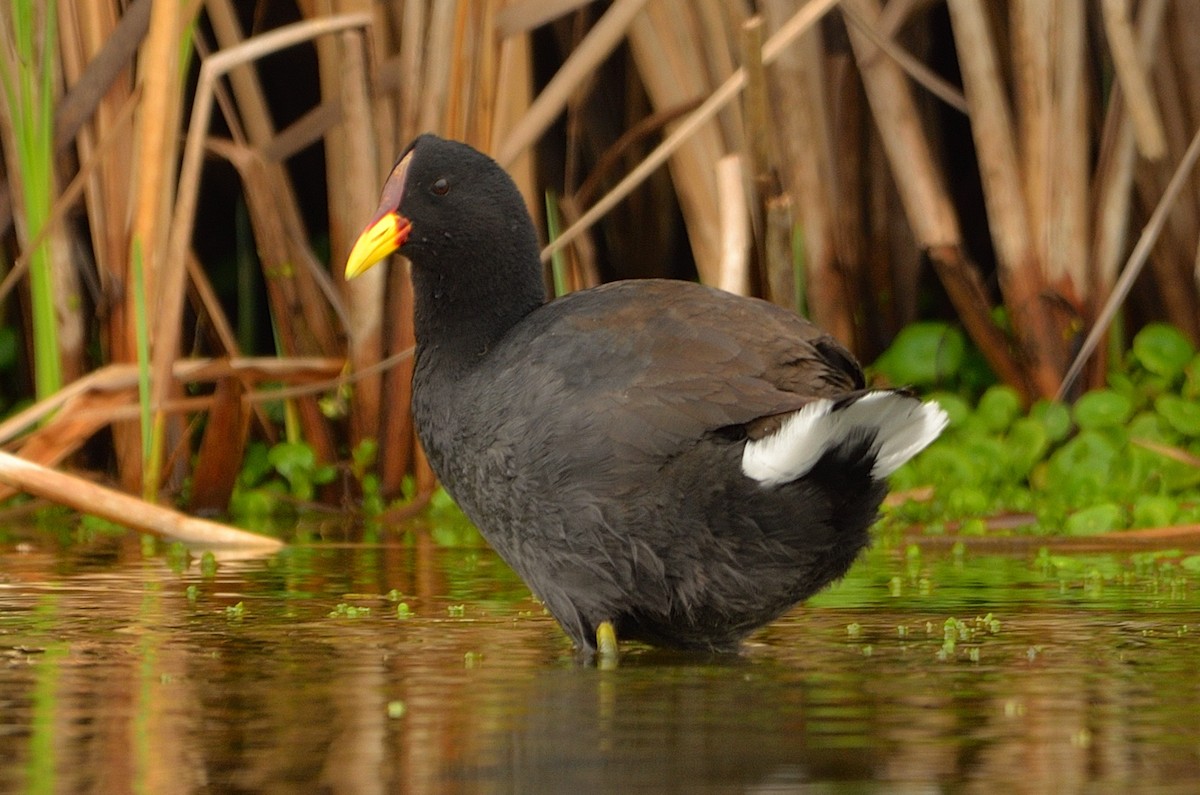 Red-fronted Coot - Gabriel Ladino