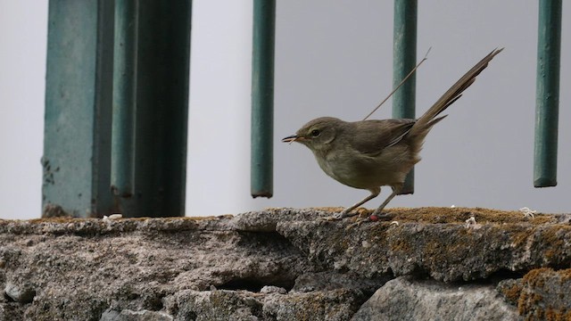 madagaskarsanger (typica gr.) - ML558829551