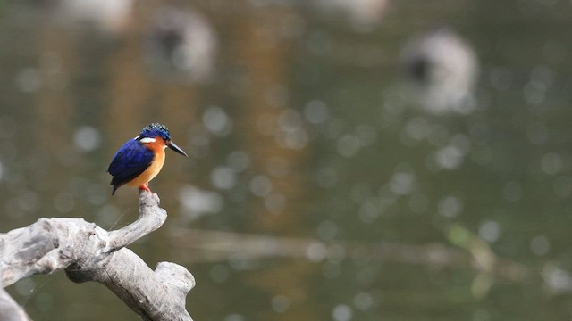 Malagasy Kingfisher - ML558829601