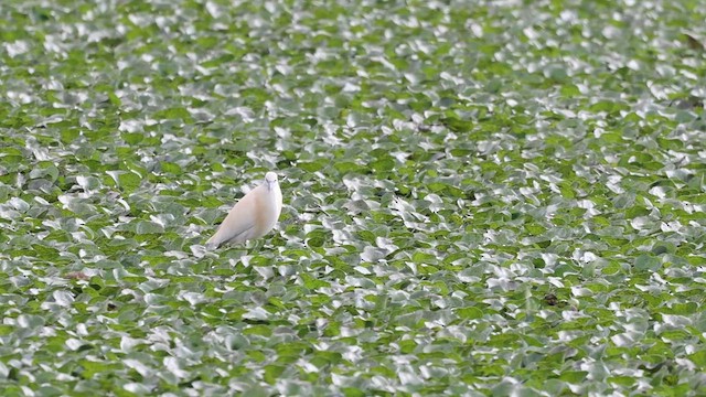 Malagasy Pond-Heron - ML558829671