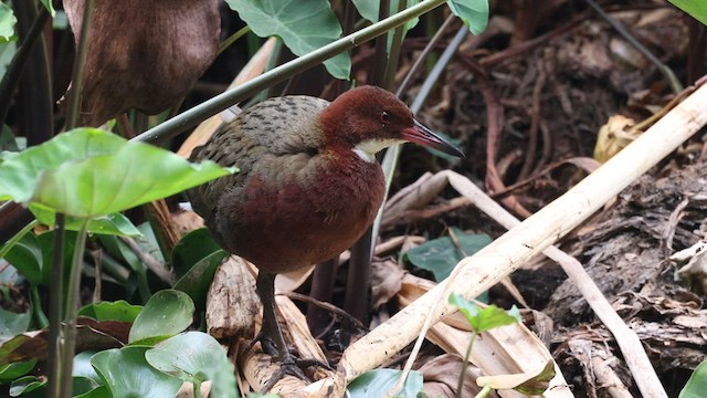 White-throated Rail - ML558829801