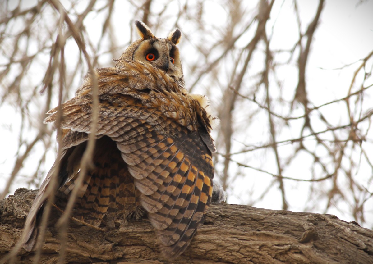 Long-eared Owl - ML558830101