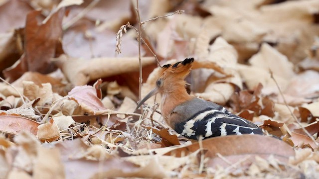 Madagascar Hoopoe - ML558830871