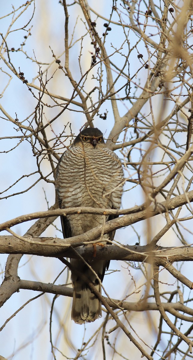 Eurasian Sparrowhawk - ML558831001
