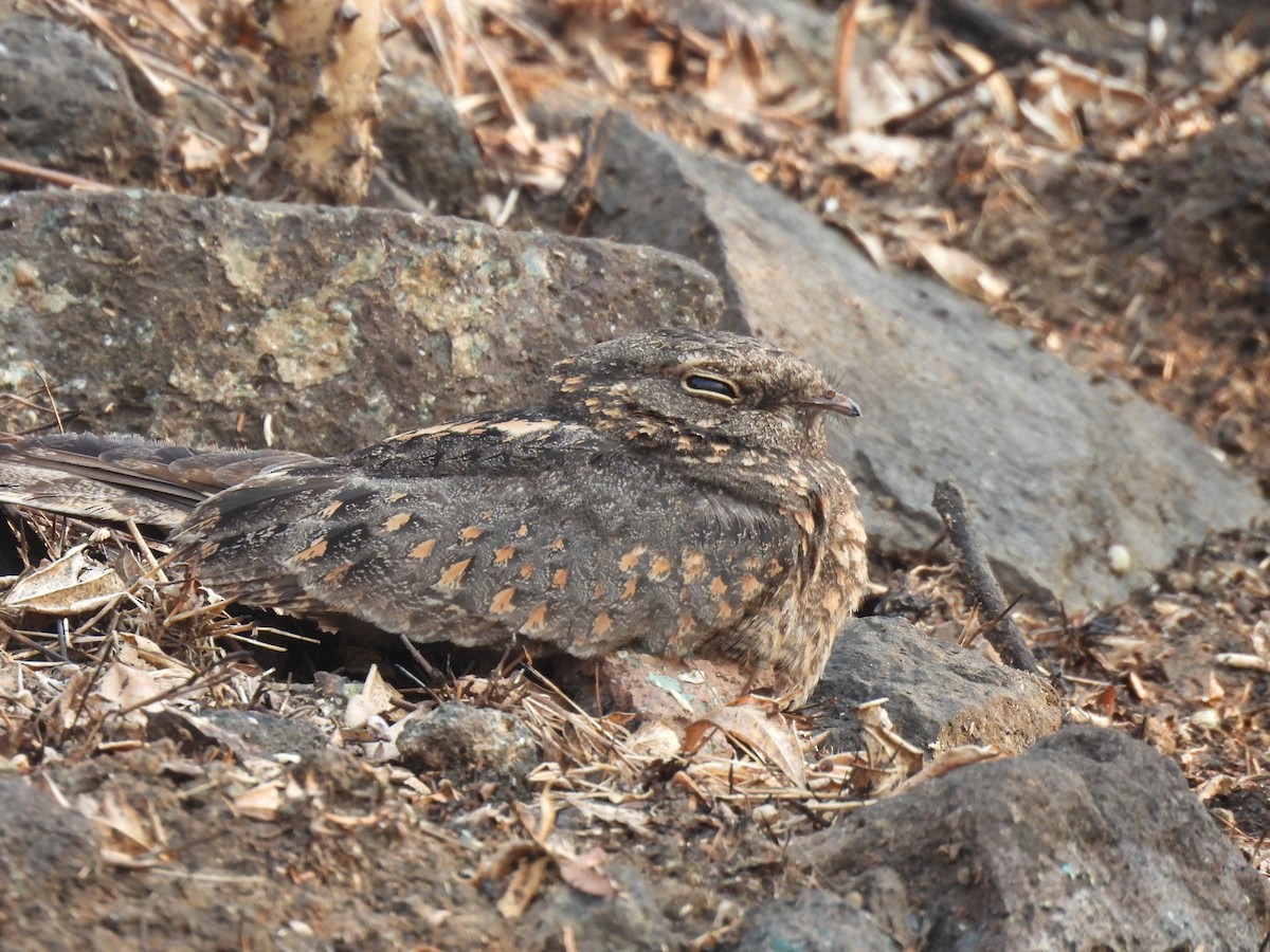 Savanna Nightjar - Rajiv R