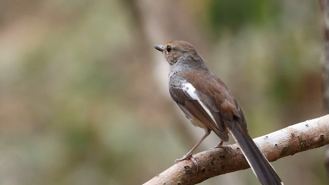 Madagascar Magpie-Robin (White-winged) - ML558831531