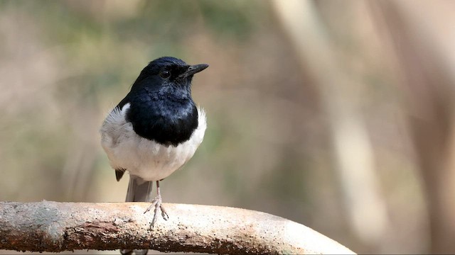 Madagascar Magpie-Robin (White-winged) - ML558831541