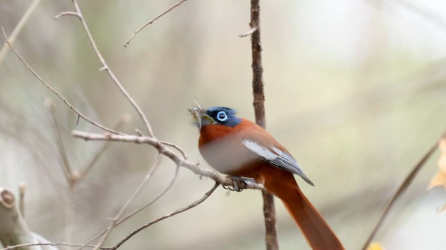 Malagasy Paradise-Flycatcher (Malagasy) - ML558831601