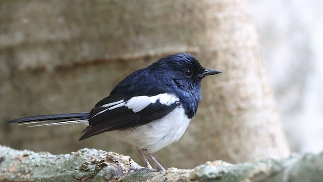 Madagascar Magpie-Robin (White-winged) - ML558831611