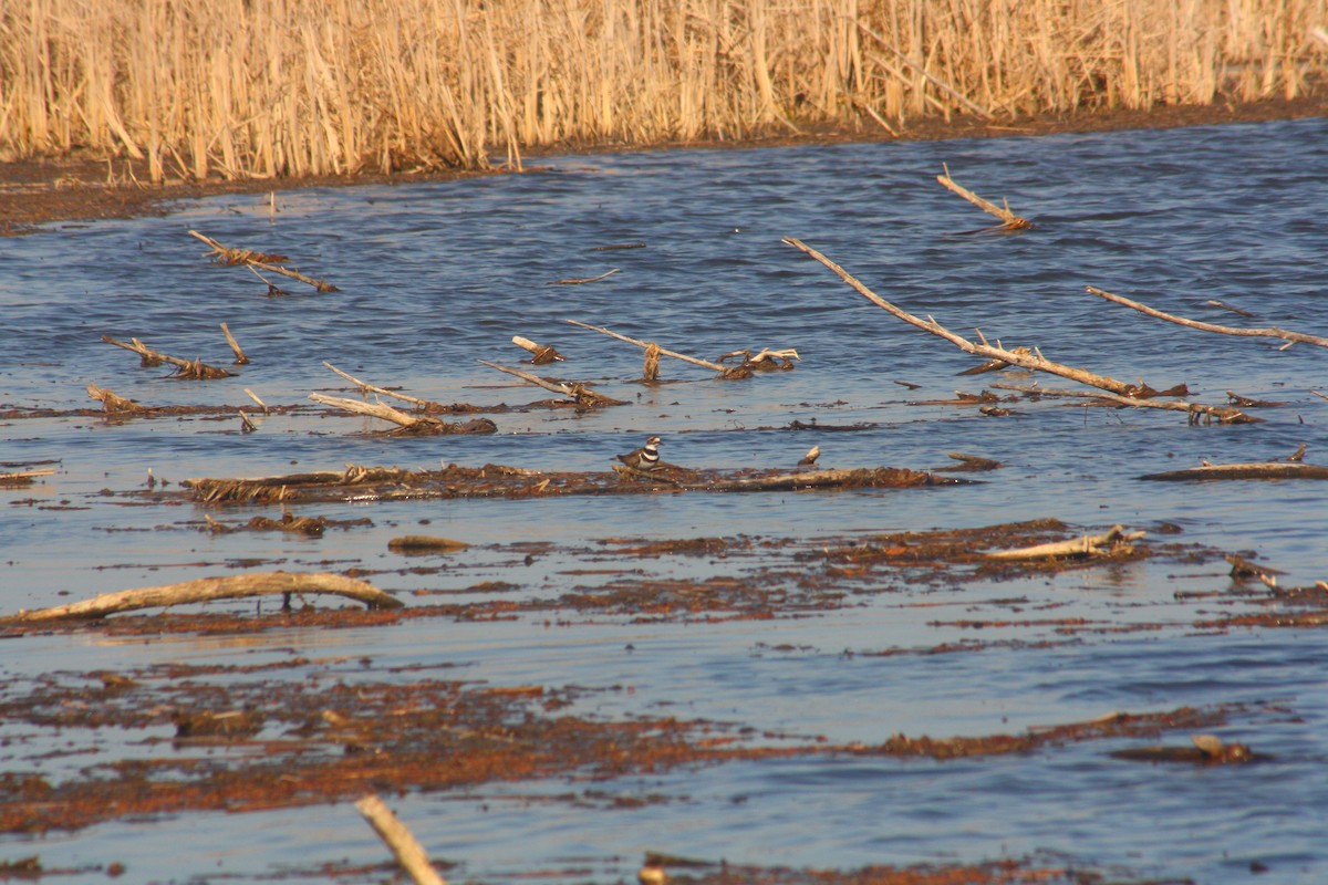 Killdeer - ML558831731