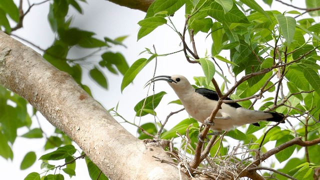 Sickle-billed Vanga - ML558831741