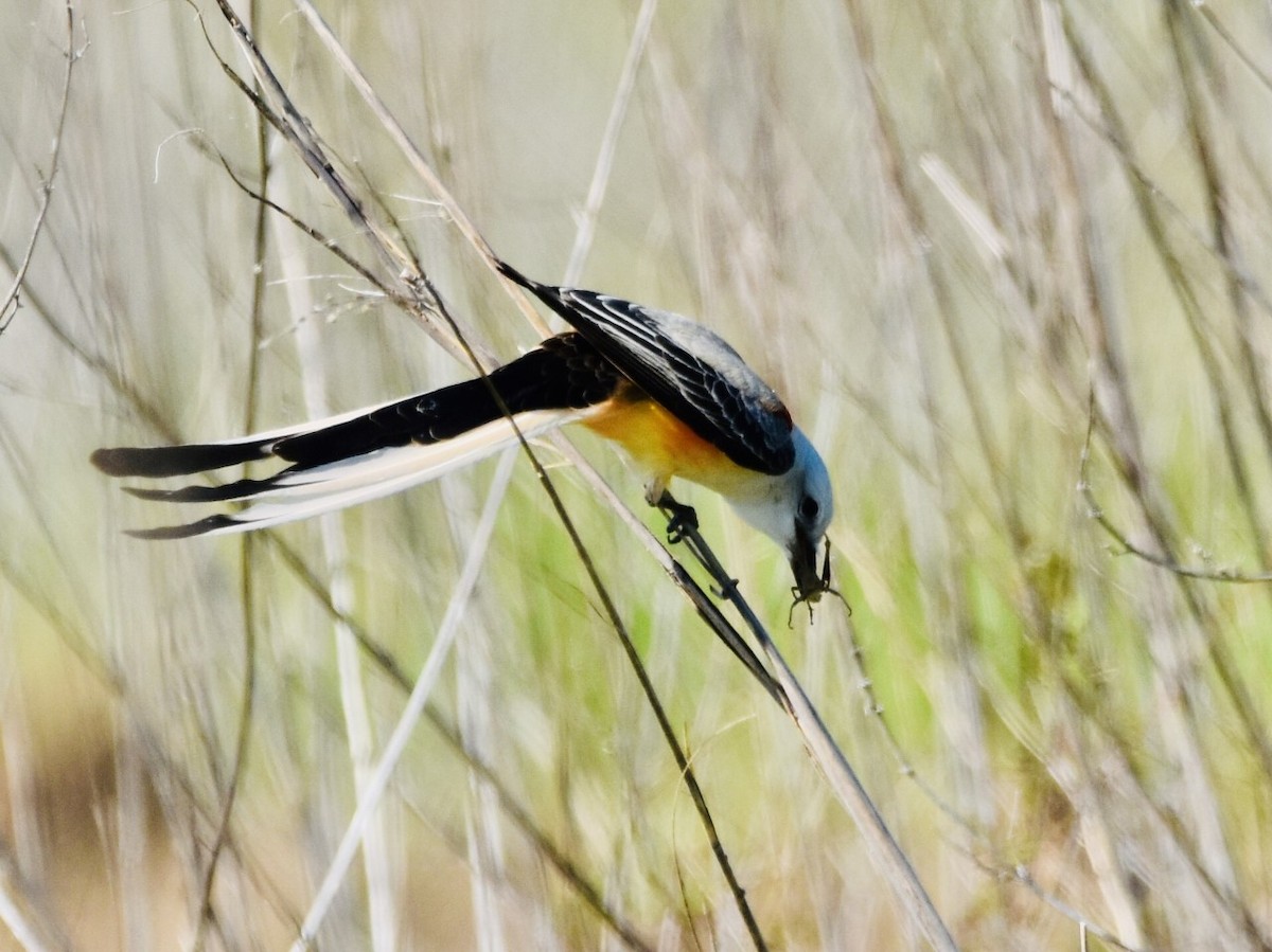 Scissor-tailed Flycatcher - ML558831851