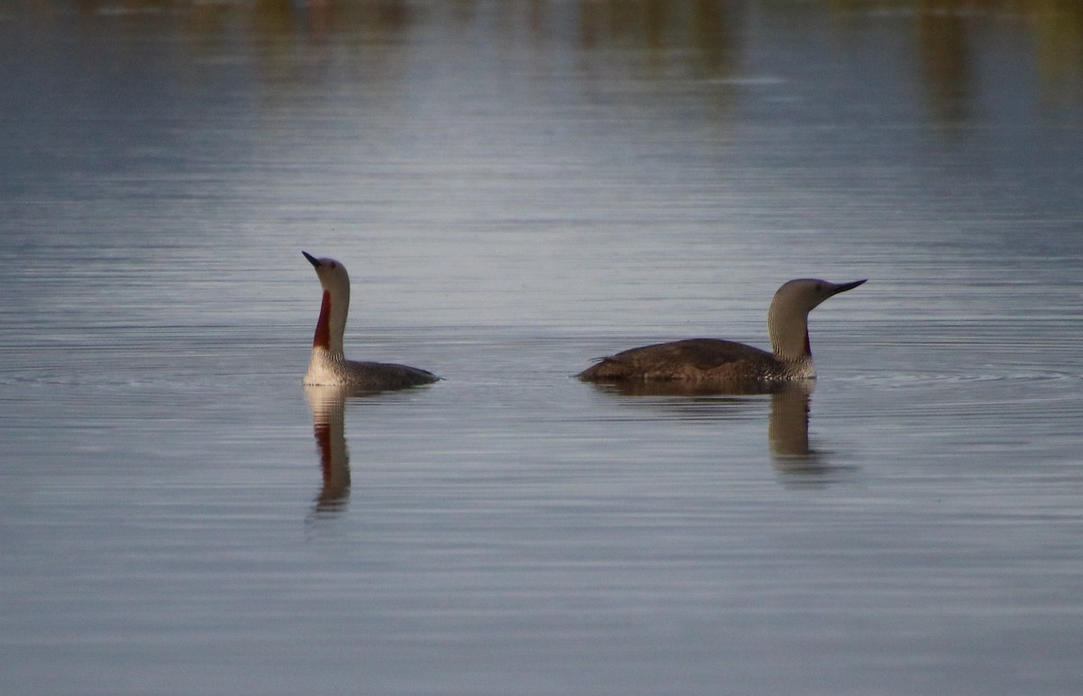 Red-throated Loon - ML558832051