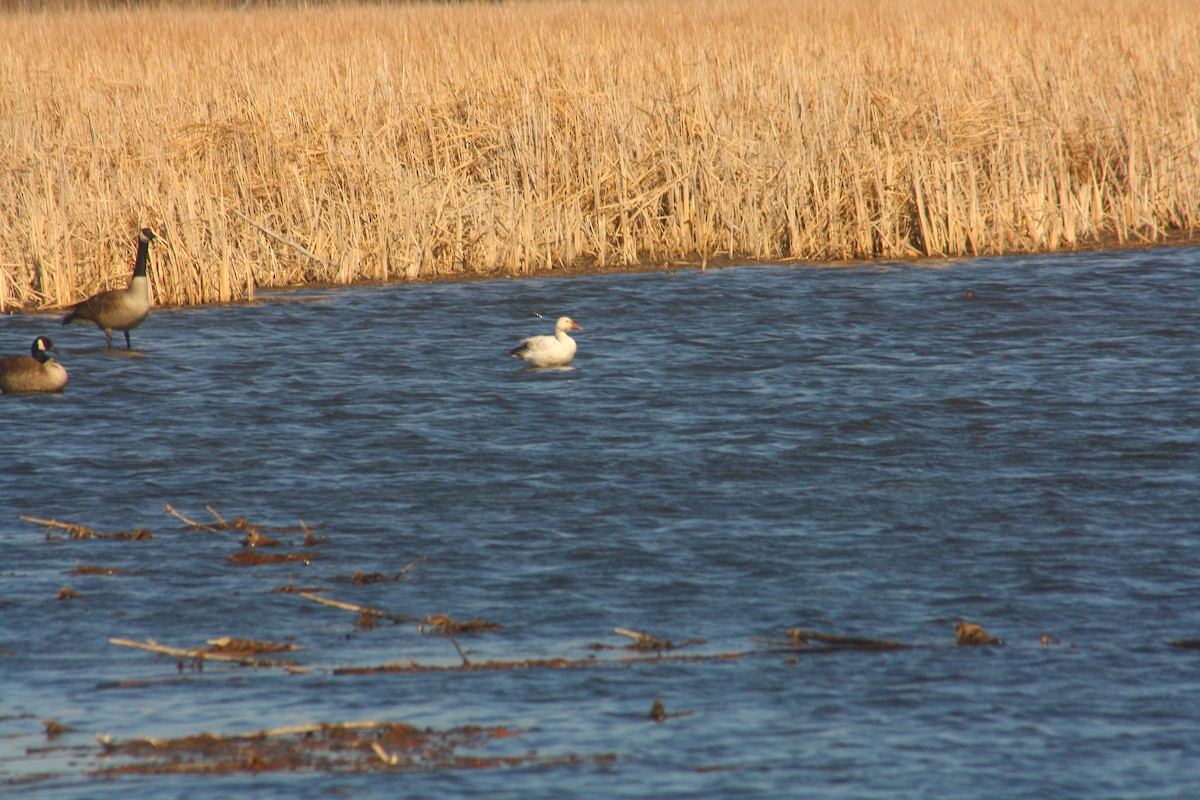 Snow Goose - ML558832351