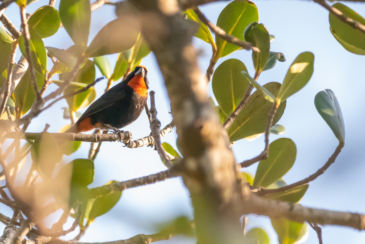 Puerto Rican Bullfinch - ML558832871