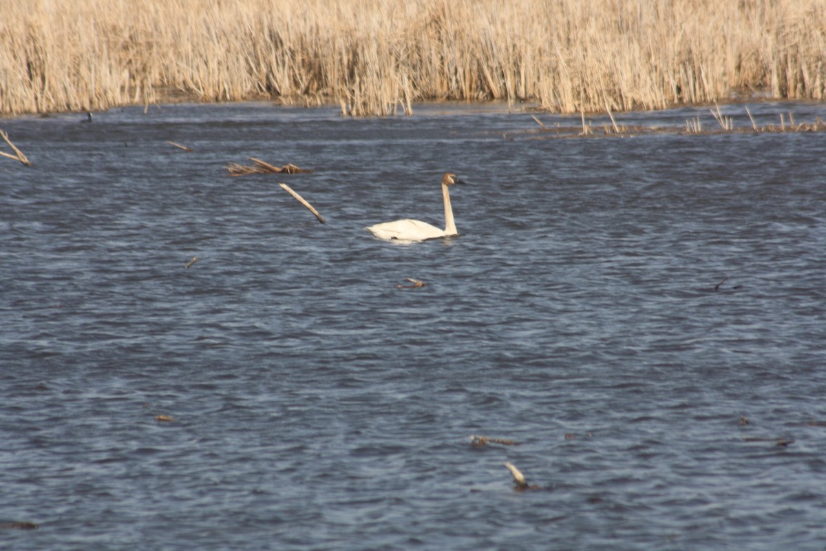 Trumpeter Swan - ML558833621