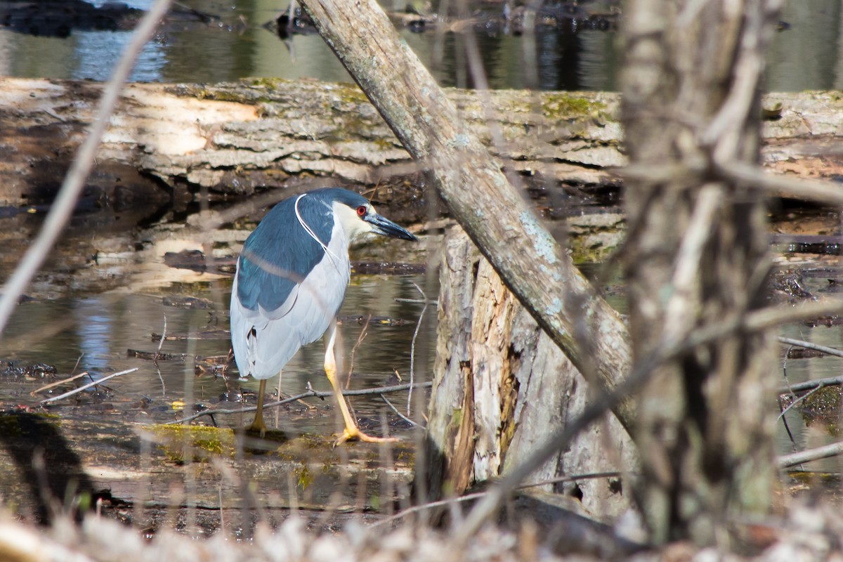 Black-crowned Night Heron - ML55883411