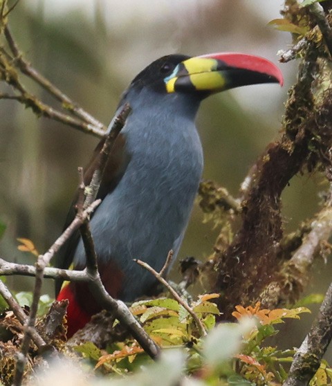 Gray-breasted Mountain-Toucan - ML558834581