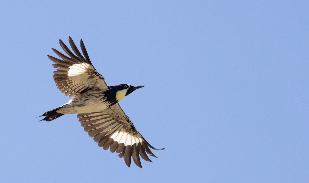 Acorn Woodpecker - ML558836211