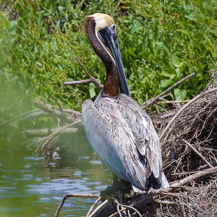 Brown Pelican - ML558836671