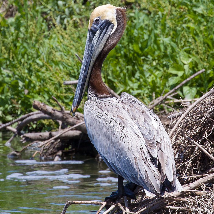 Brown Pelican - ML558836681