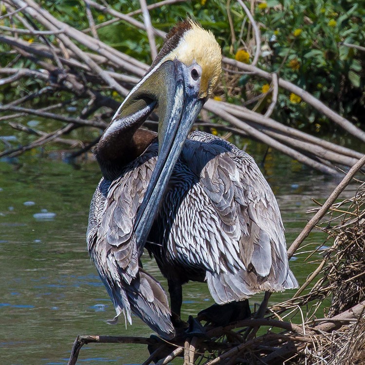 Brown Pelican - ML558836691